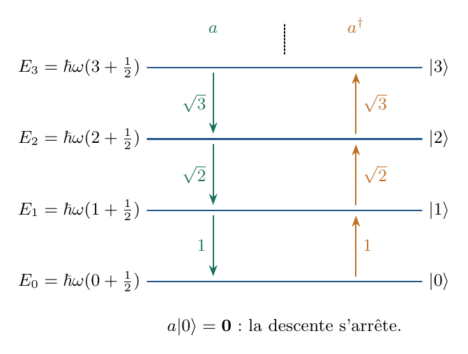 Les opérateurs d’échelle relient les états voisins. Les nombres le long des flèches sont les facteurs de norme. La montée se poursuit indéfiniment. La descente du fondamental donne le vecteur nul, pas un état d’énergie inférieure.
